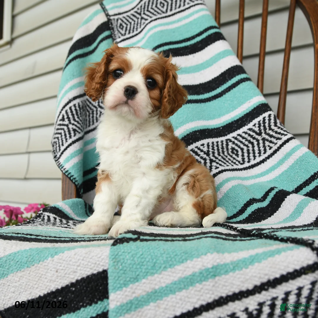 Cavalier King Charles Spaniel dogs for sale: Jasmine - Ad 1