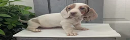 Miniature Dachshund dogs for sale: Micah - Ad 7