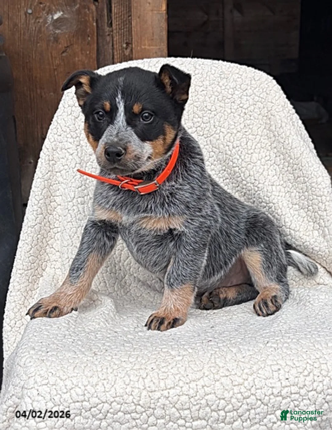 Australian Cattle Dog dogs for sale: Jackson - Ad 2