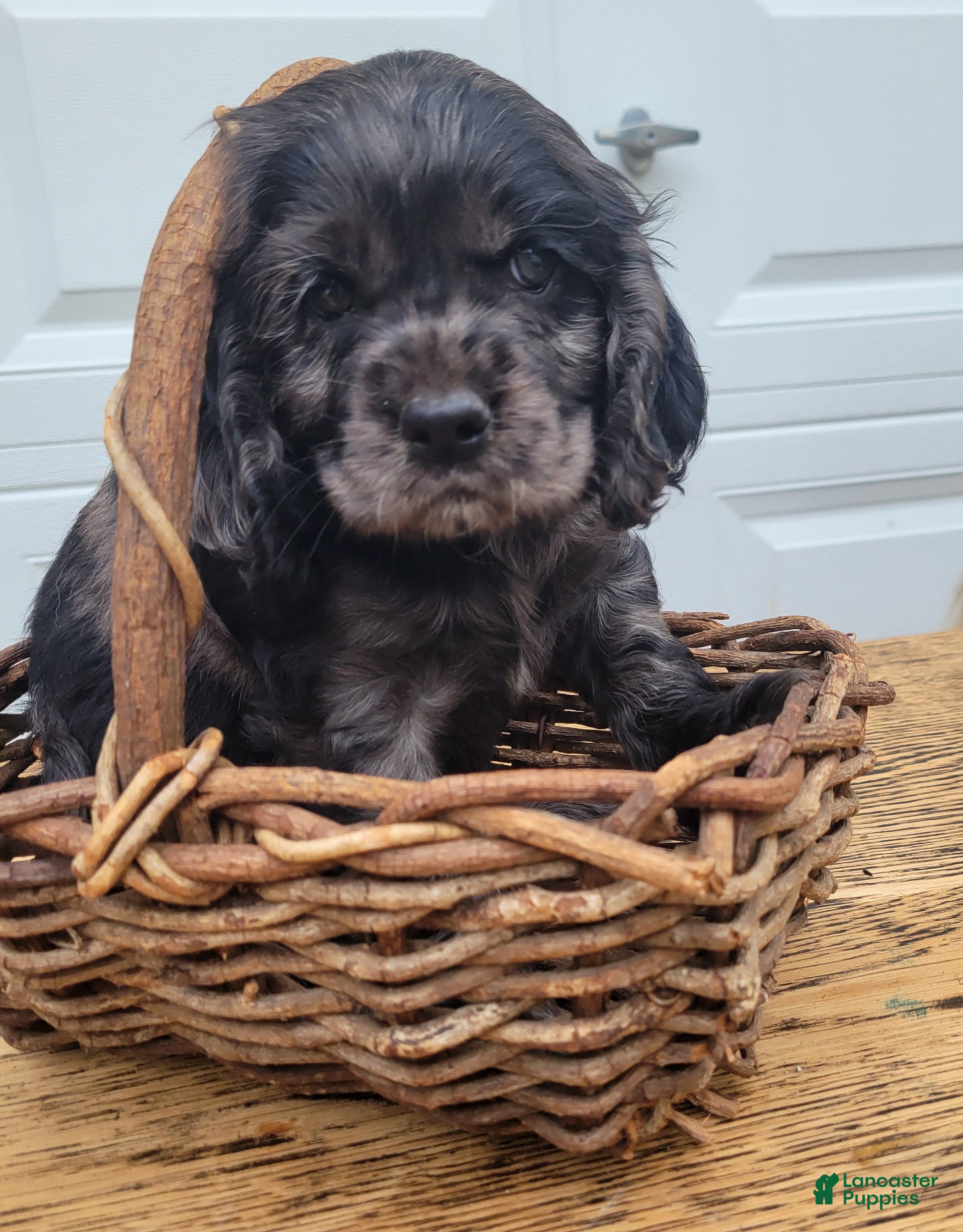 Mixed Breed dogs Ruger - Ad 1