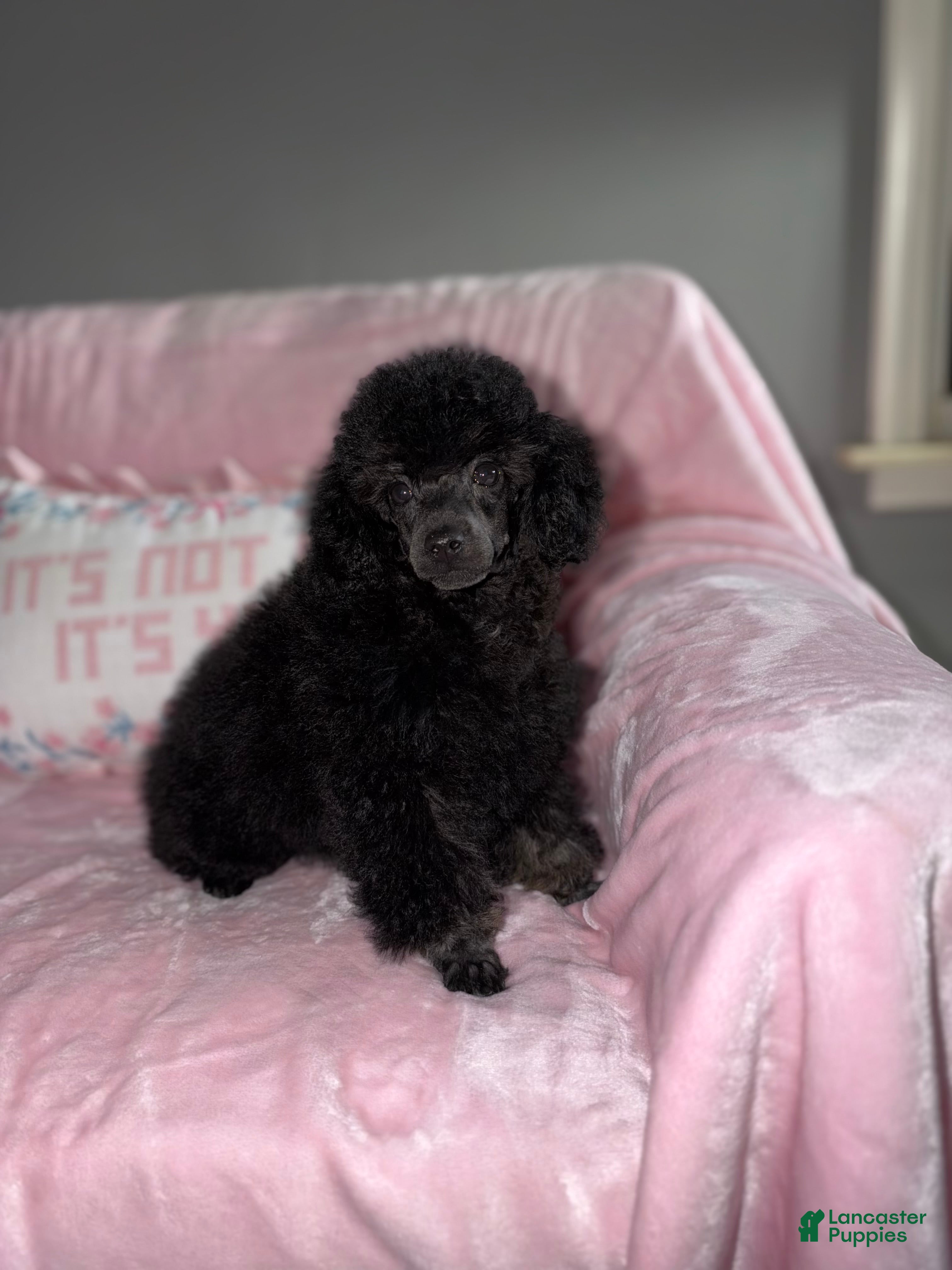 Toy Poodle dogs for sale: Gigi - Ad 1
