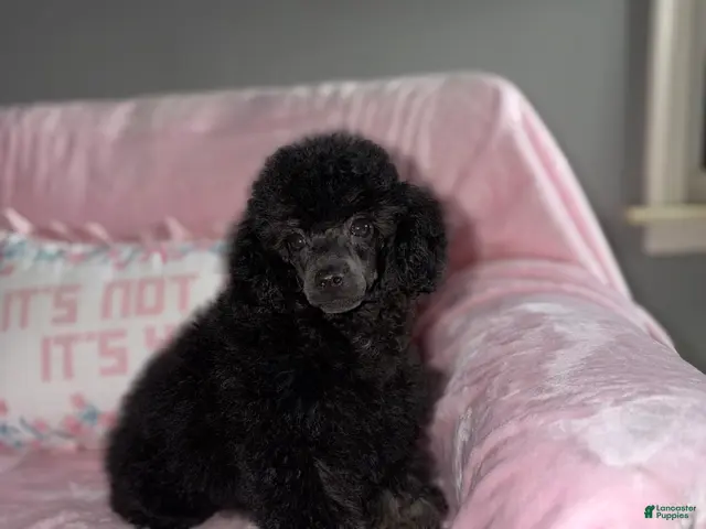 Toy Poodle dogs for sale: Gigi - Ad 1