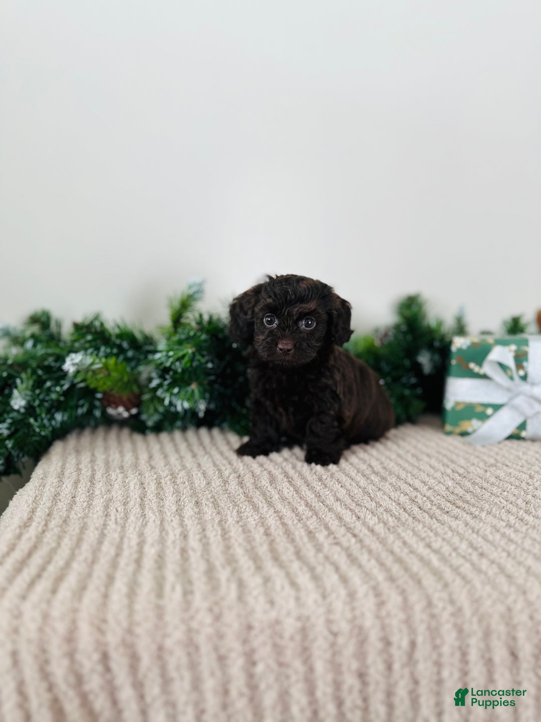 Mixed Breed dogs for sale: Crystal  - Ad 7