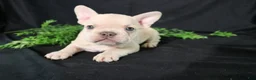 French Bulldog dogs for sale: Lenny - Ad 1