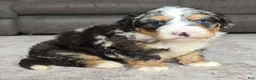 Mini Bernedoodle dogs for sale: Mini Archie  - Ad 10