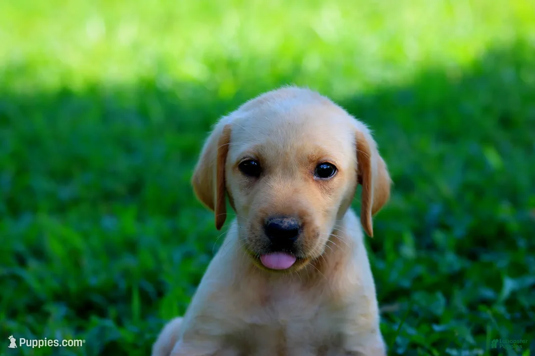 Labrador Retriever dogs for sale: Princess  - Ad 1