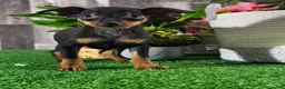Miniature Pinscher dogs for sale: Quiggly - Ad 2