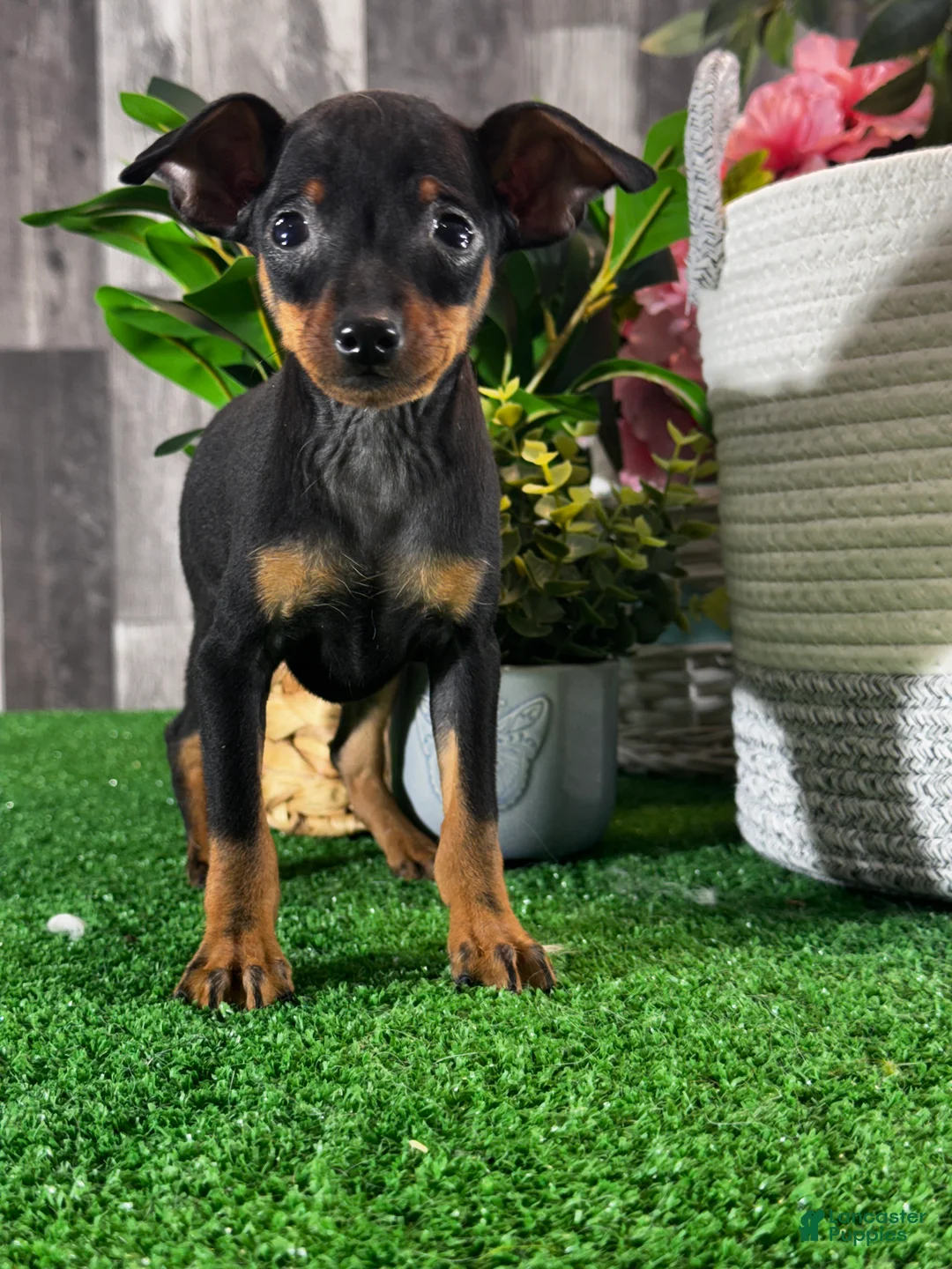 Miniature Pinscher dogs for sale: Quiggly - Ad 2