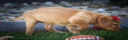Labrador Retriever dogs for sale: NAOMI - Ad 17