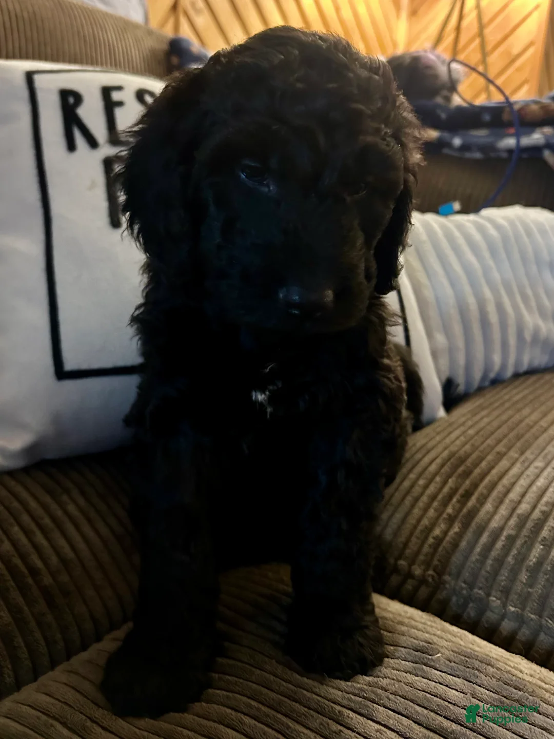 Goldendoodle dogs for sale: Boozer - Neon Green Collar Male  - Ad 2