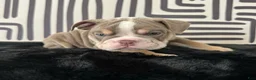English Bulldog dogs for sale: Becka  - Ad 4