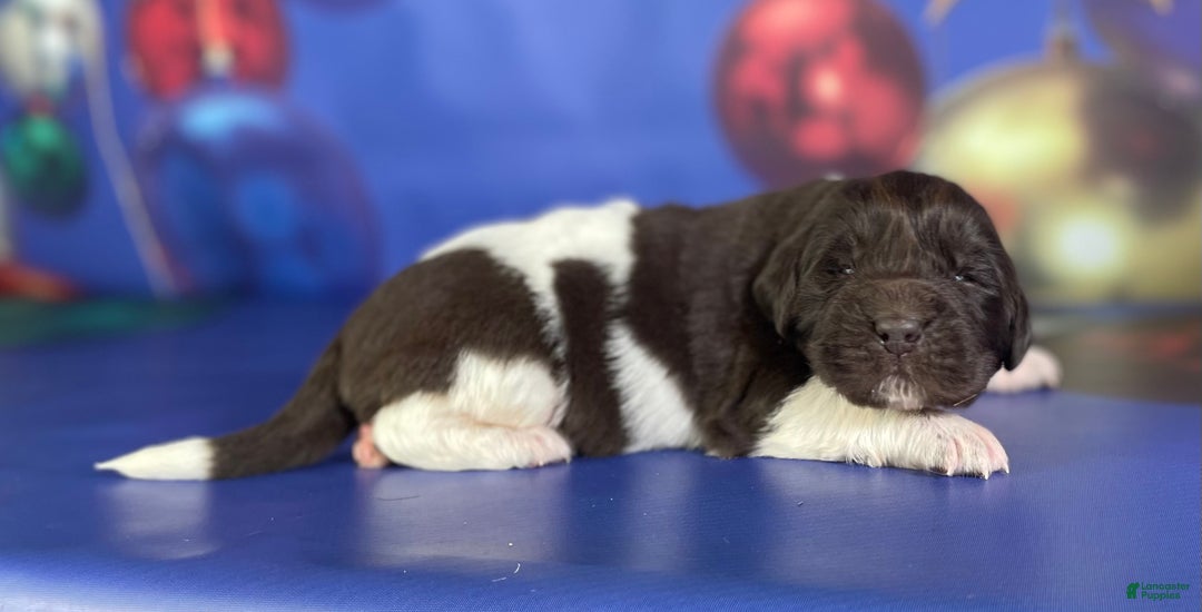 Mixed Breed dogs for sale: Stanley OFA  - Ad 4