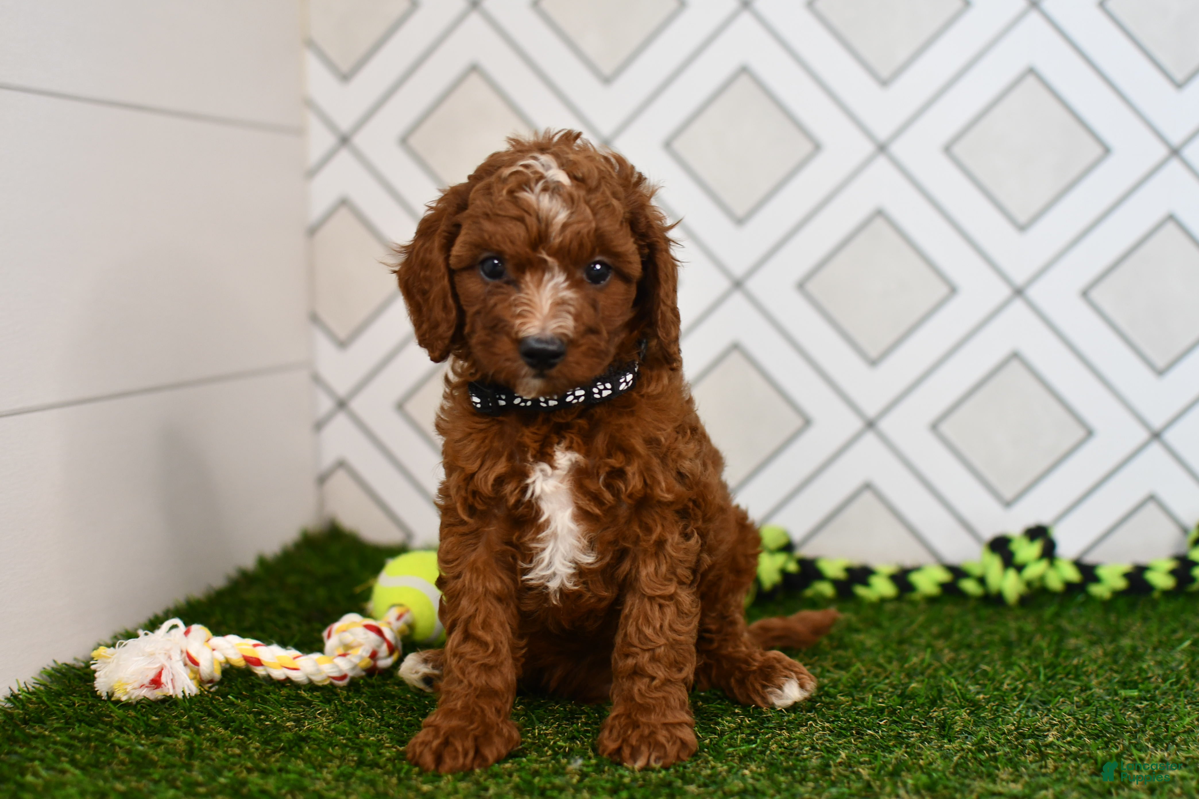 Cavapoo dogs Knox  - Ad 1