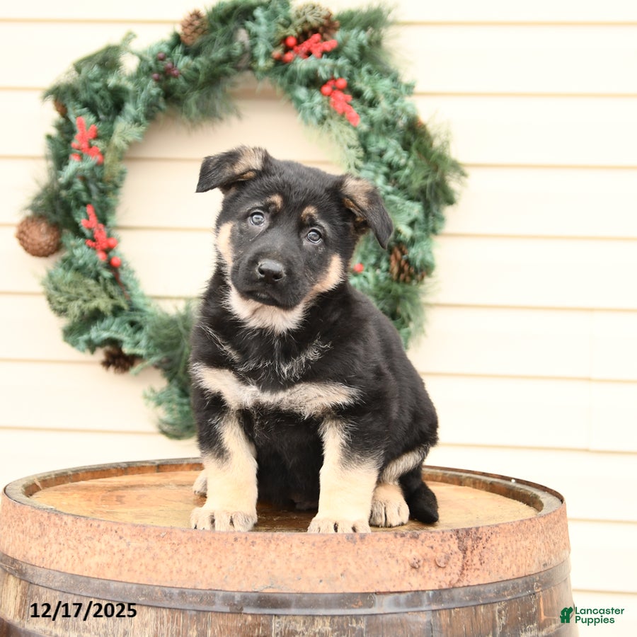 German Shepherd dogs Blake - Ad 20