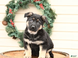 German Shepherd dogs Blake - Ad 20