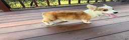 Welsh Corgi Pembroke dogs for sale: BENNY - Ad 12