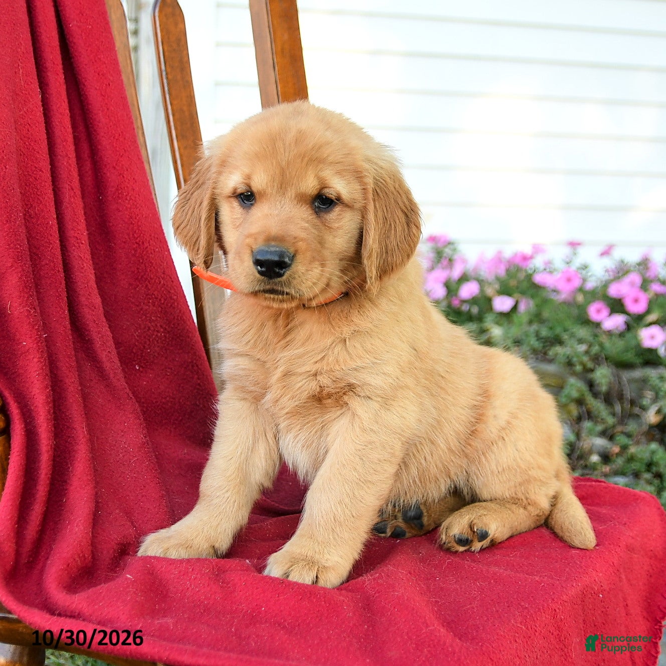 Golden Retriever dogs for sale: Barlow - Ad 2