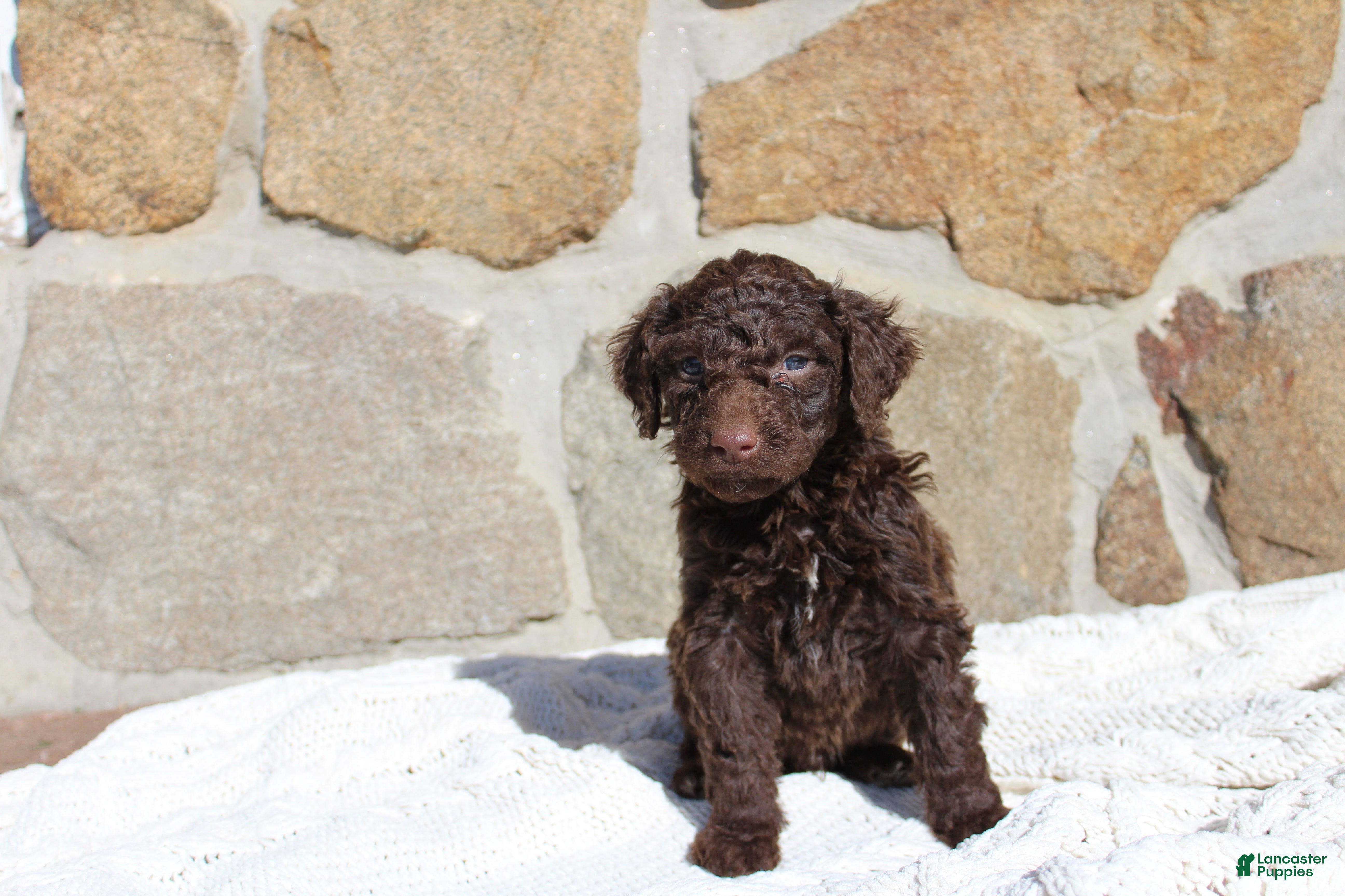 Portuguese Water Dog dogs Maverick - Ad 14