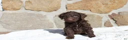 Portuguese Water Dog dogs for sale: Maverick - Ad 1