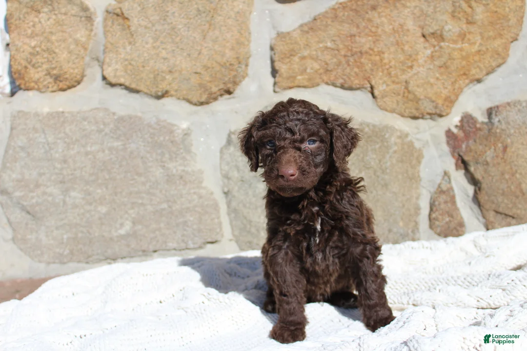 Portuguese Water Dog dogs for sale: Maverick - Ad 1