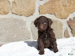 Portuguese Water Dog dogs Maverick - Ad 14