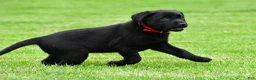 Labrador Retriever dogs for sale: Lola - Ad 10