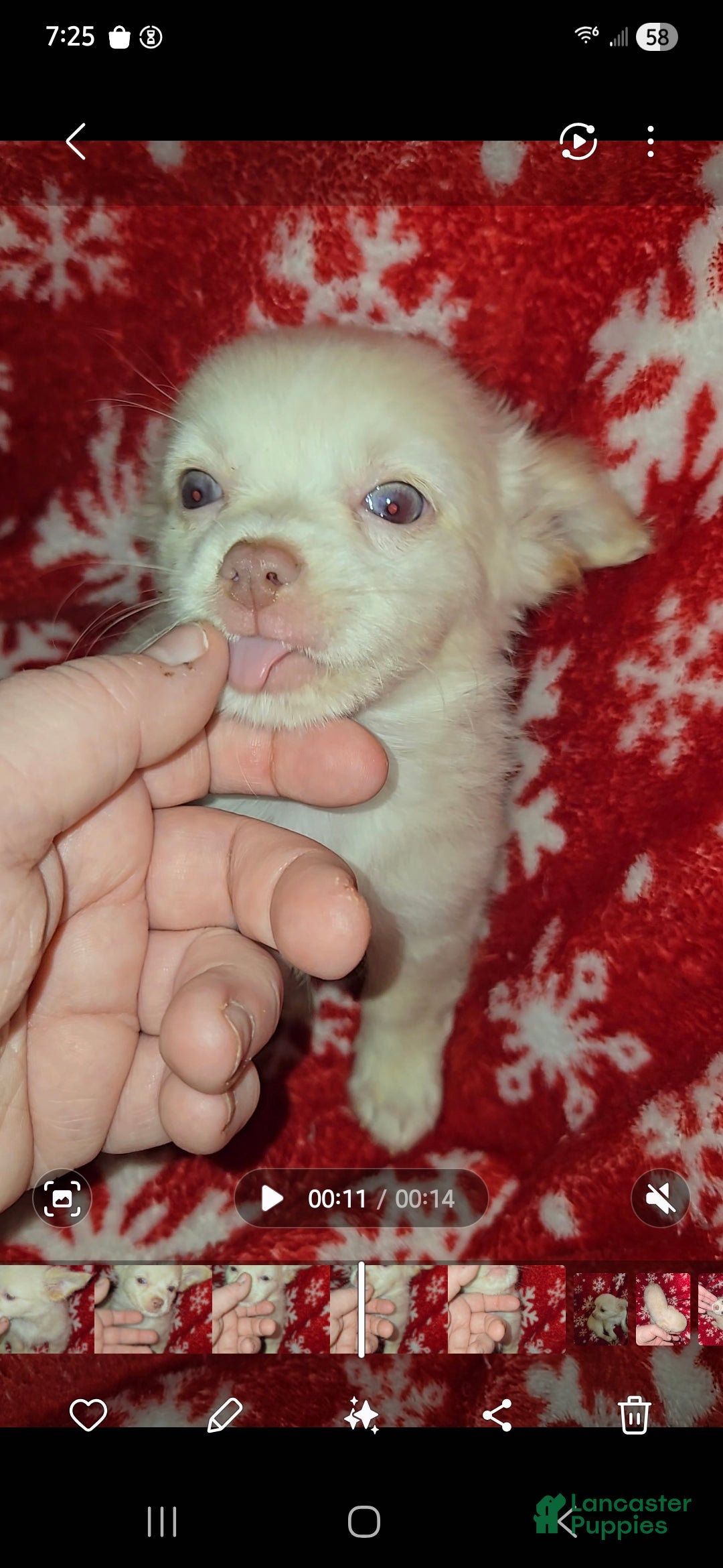 Chihuahua dogs Long hair light cream boy-blue eyes - Ad 35