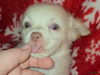 Chihuahua dogs Long hair light cream boy-blue eyes - Ad 37