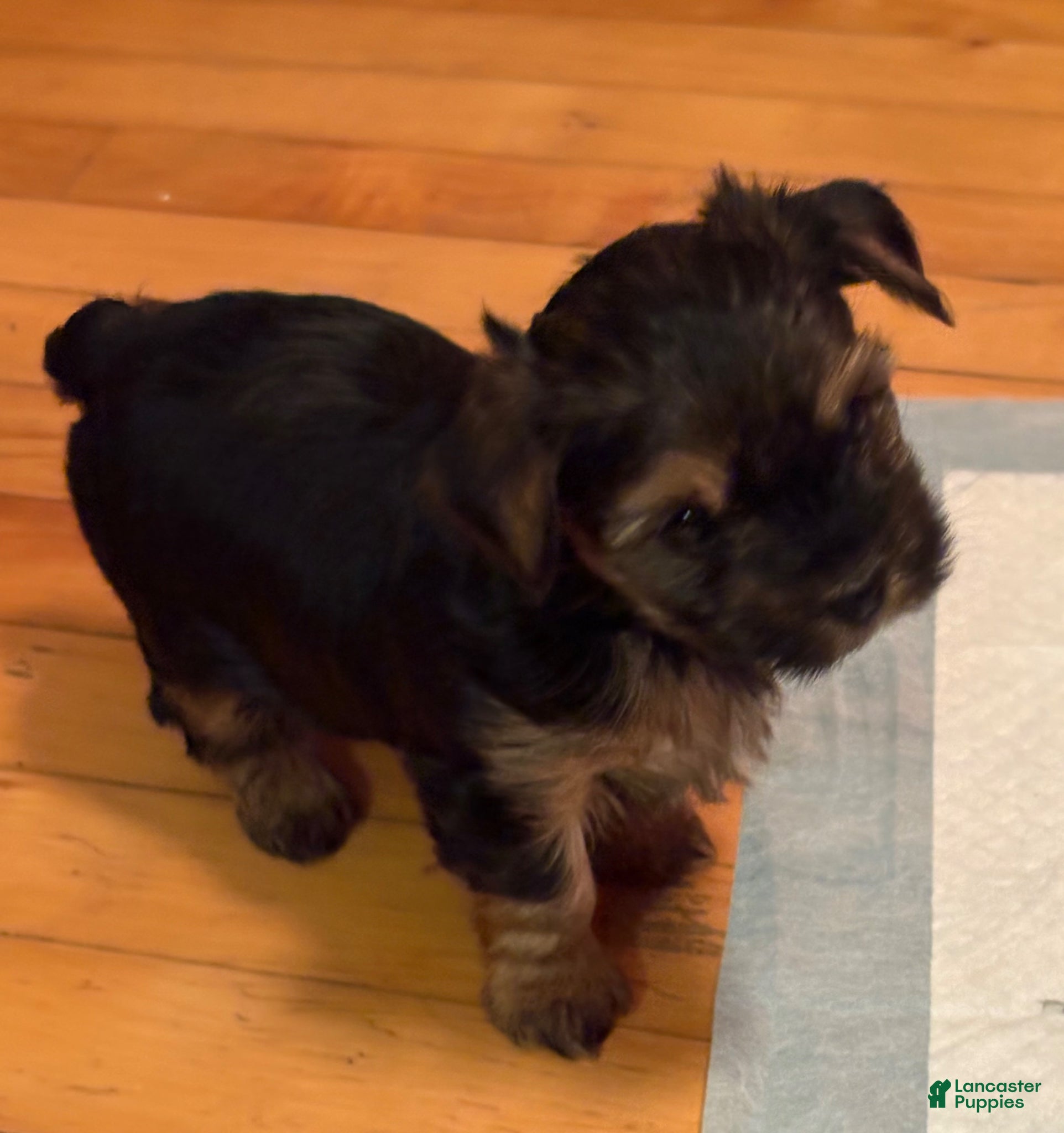 Yorkshire Terrier dogs Yorkshire Terrier Puppy 2 - Ad 1