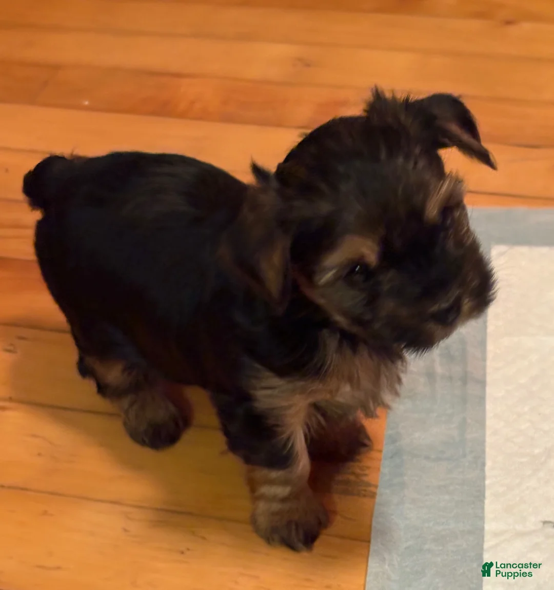 Yorkshire Terrier dogs for sale: Yorkshire Terrier Puppy 2 - Ad 1