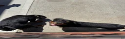 Rottweiler dogs for sale: Rottweiler Puppy 3 - Ad 3