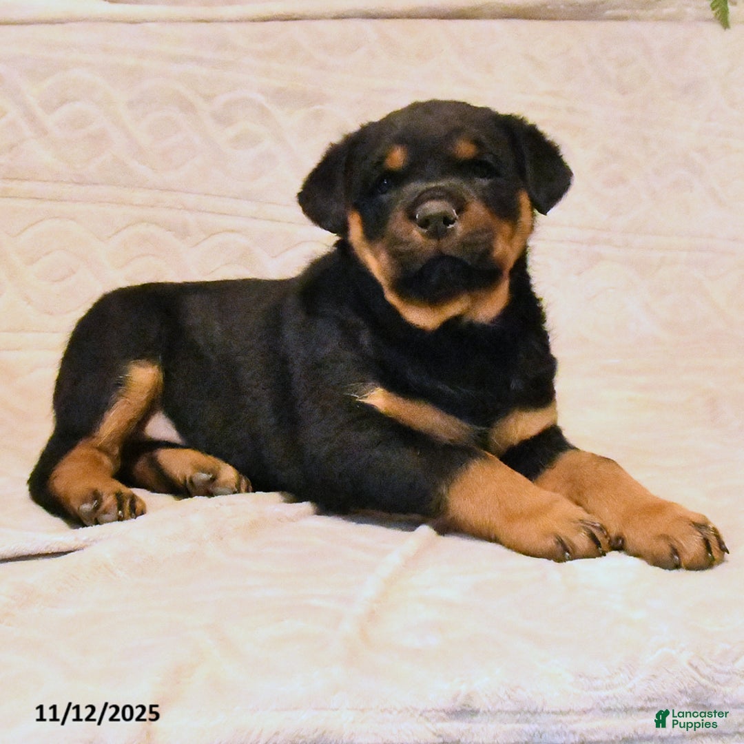 Rottweiler dogs for sale: Bear - Ad 2