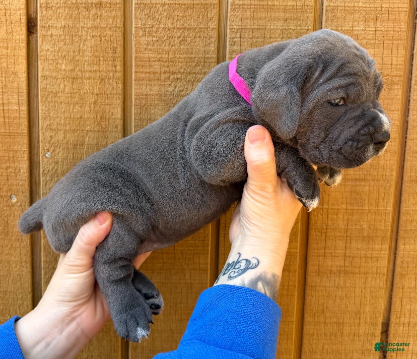 Cane Corso dogs Cane Corso Puppy 1 - Ad 1