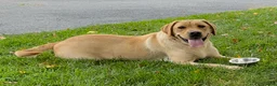 Labrador Retriever dogs for sale: Clint - Ad 4