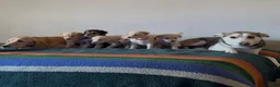 Mixed Breed dogs for sale: Nilla - Ad 4