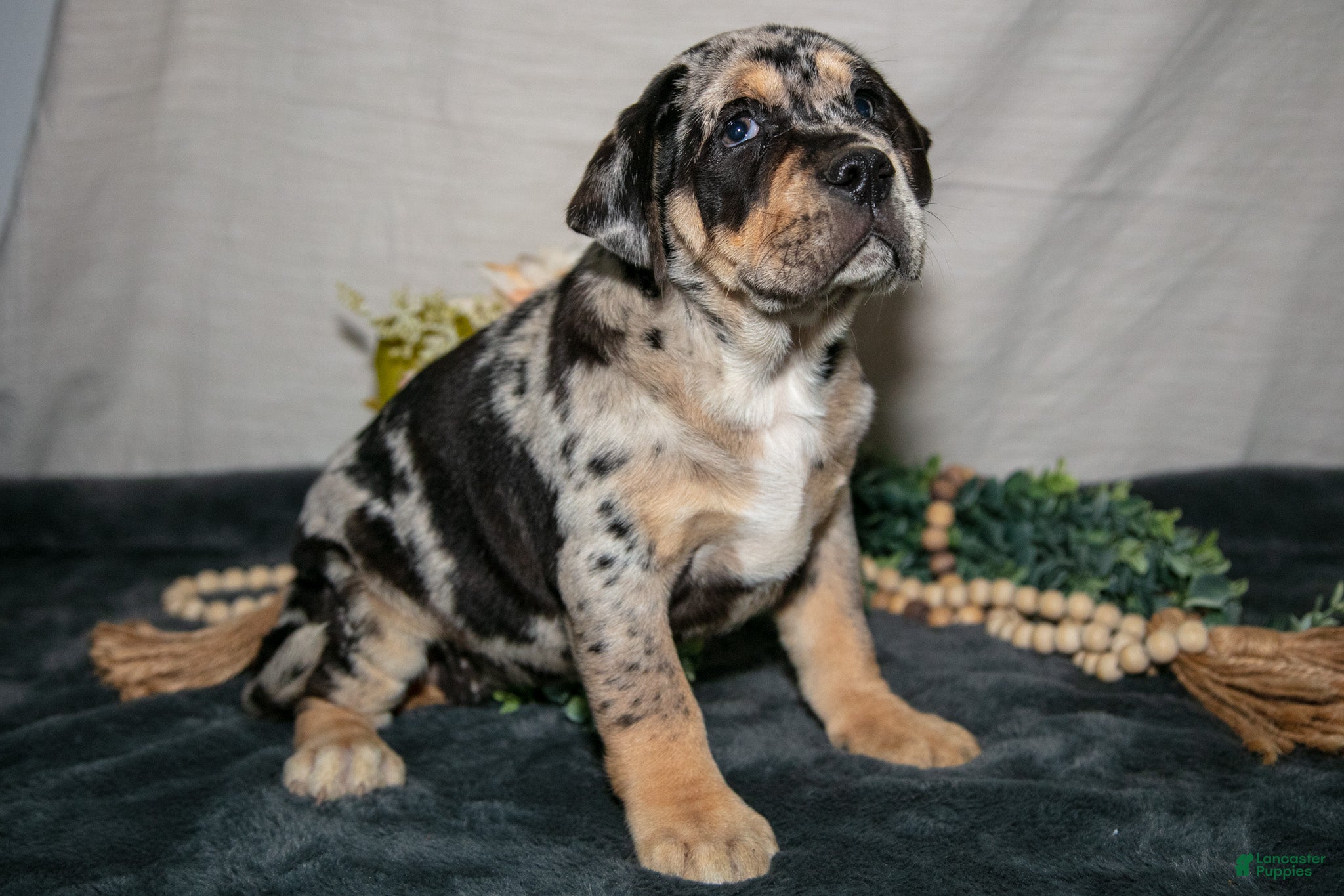 Beabull dogs Rena - Ad 2