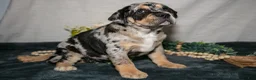 Beabull dogs for sale: Rena - Ad 2
