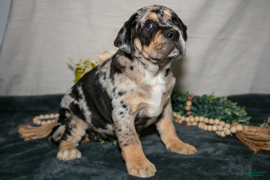 Beabull dogs for sale: Rena - Ad 2