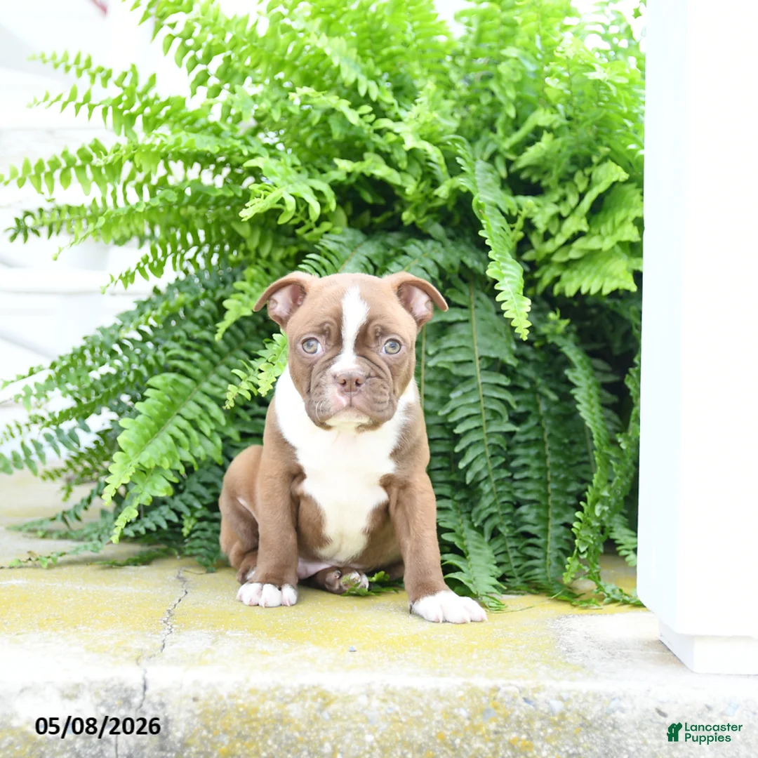 Boston Terrier dogs for sale: Snickerdoodle - Ad 2