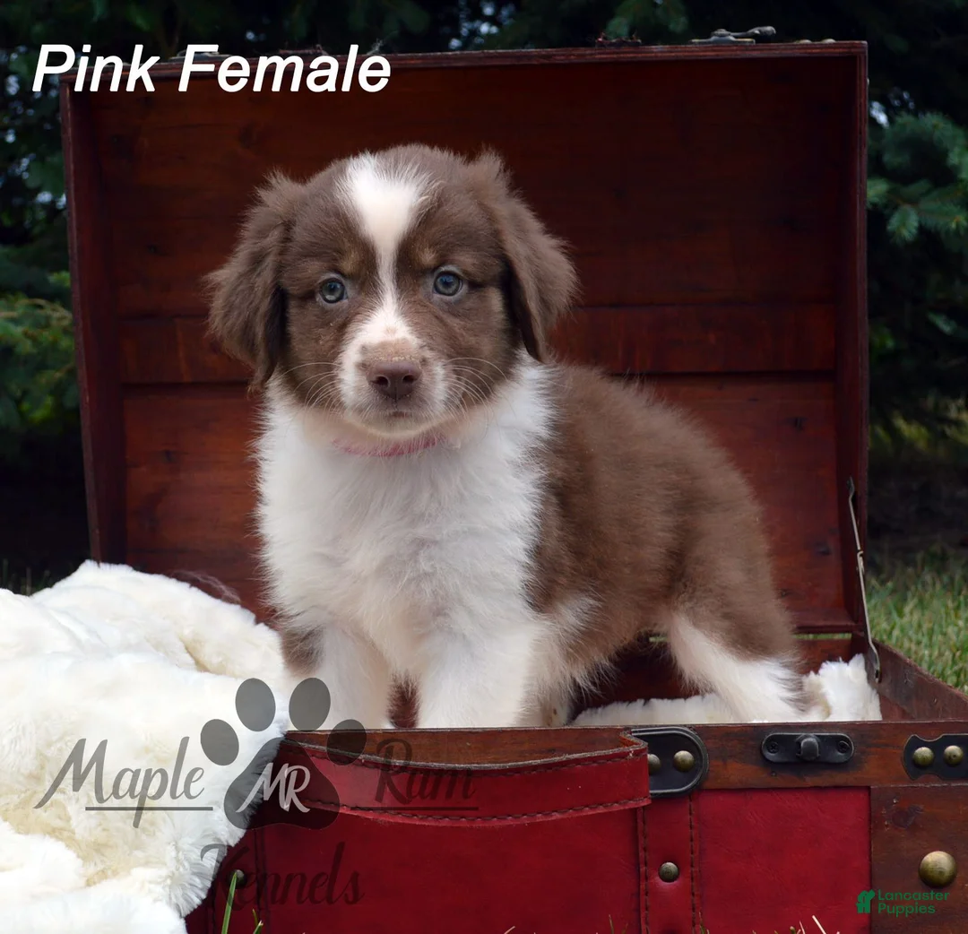 Australian Shepherd dogs for sale: Pink Female - Ad 1