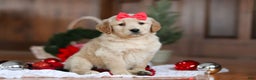 Golden Retriever dogs for sale: Honey - Ad 4