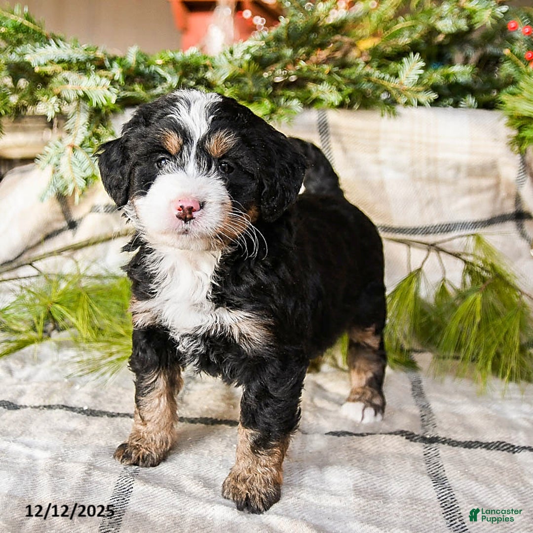 Mini Bernedoodle dogs for sale: Mindy - Ad 1