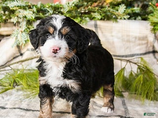 Mini Bernedoodle dogs Mindy - Ad 15