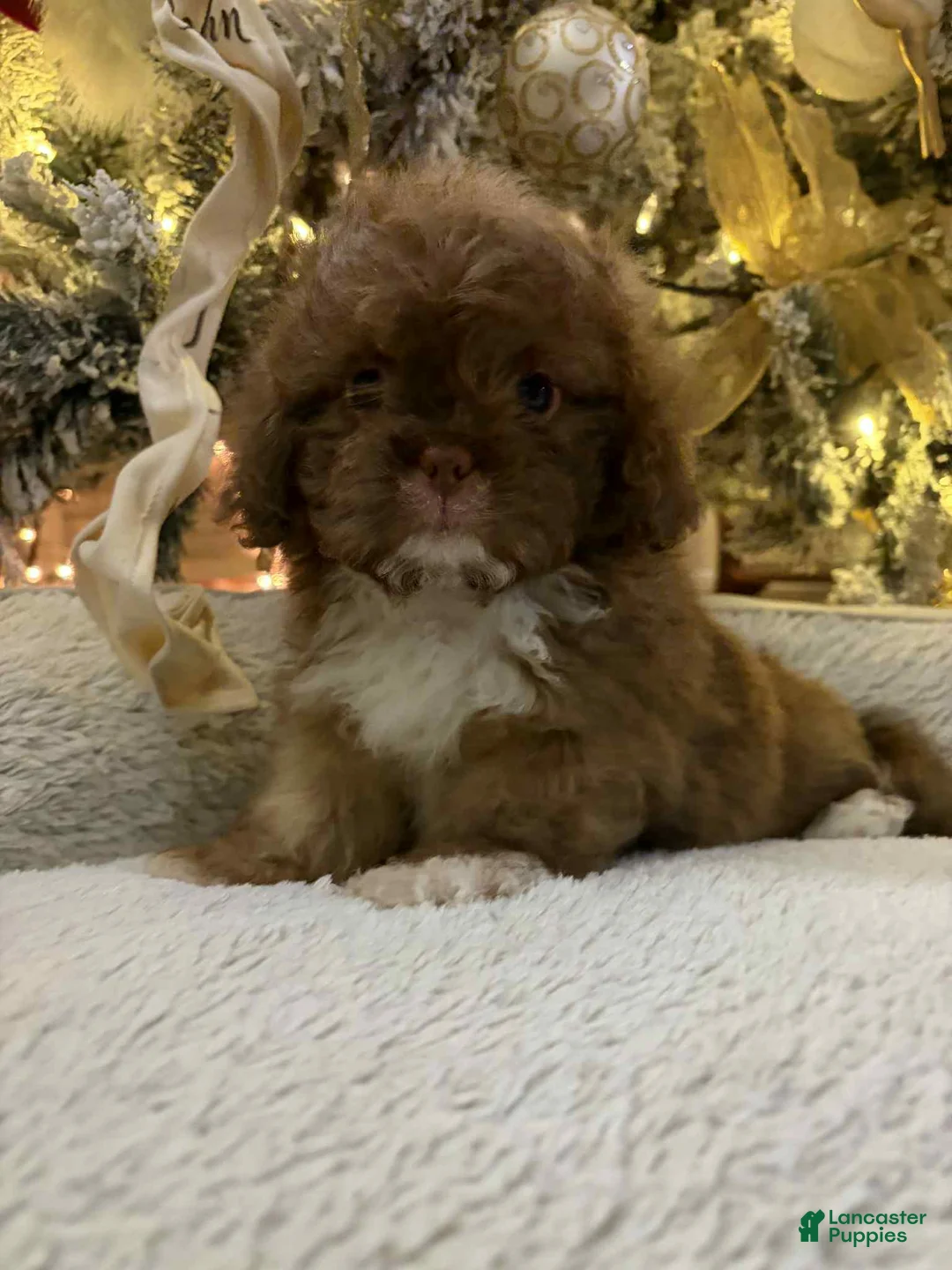 Shih Tzu dogs for sale: Robin - Ad 3