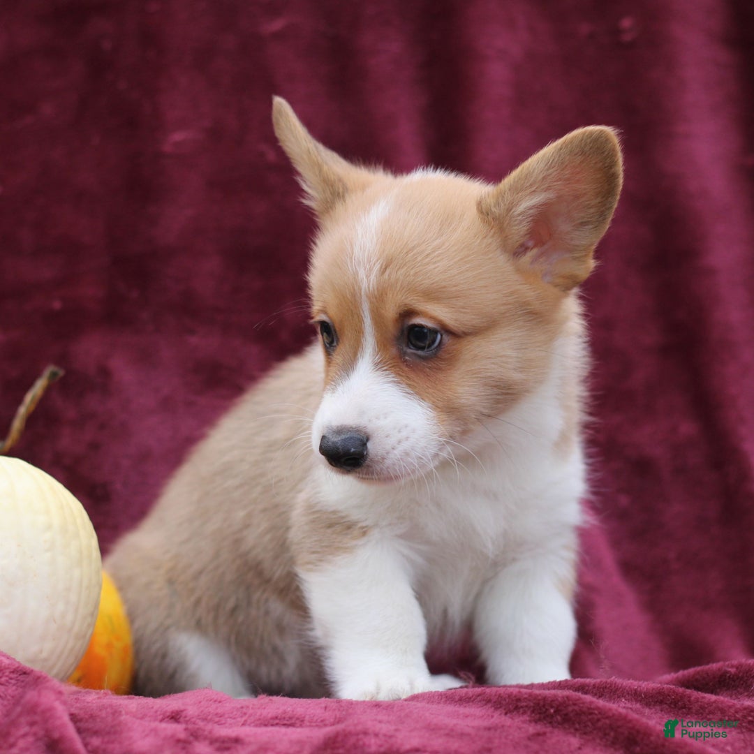 Welsh Corgi Pembroke dogs for sale: Henry  - Ad 2