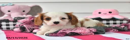 Cavalier King Charles Spaniel dogs for sale: Mindy - Ad 1