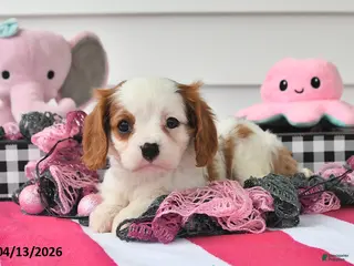 Cavalier King Charles Spaniel dogs for sale: Mindy - Ad 3