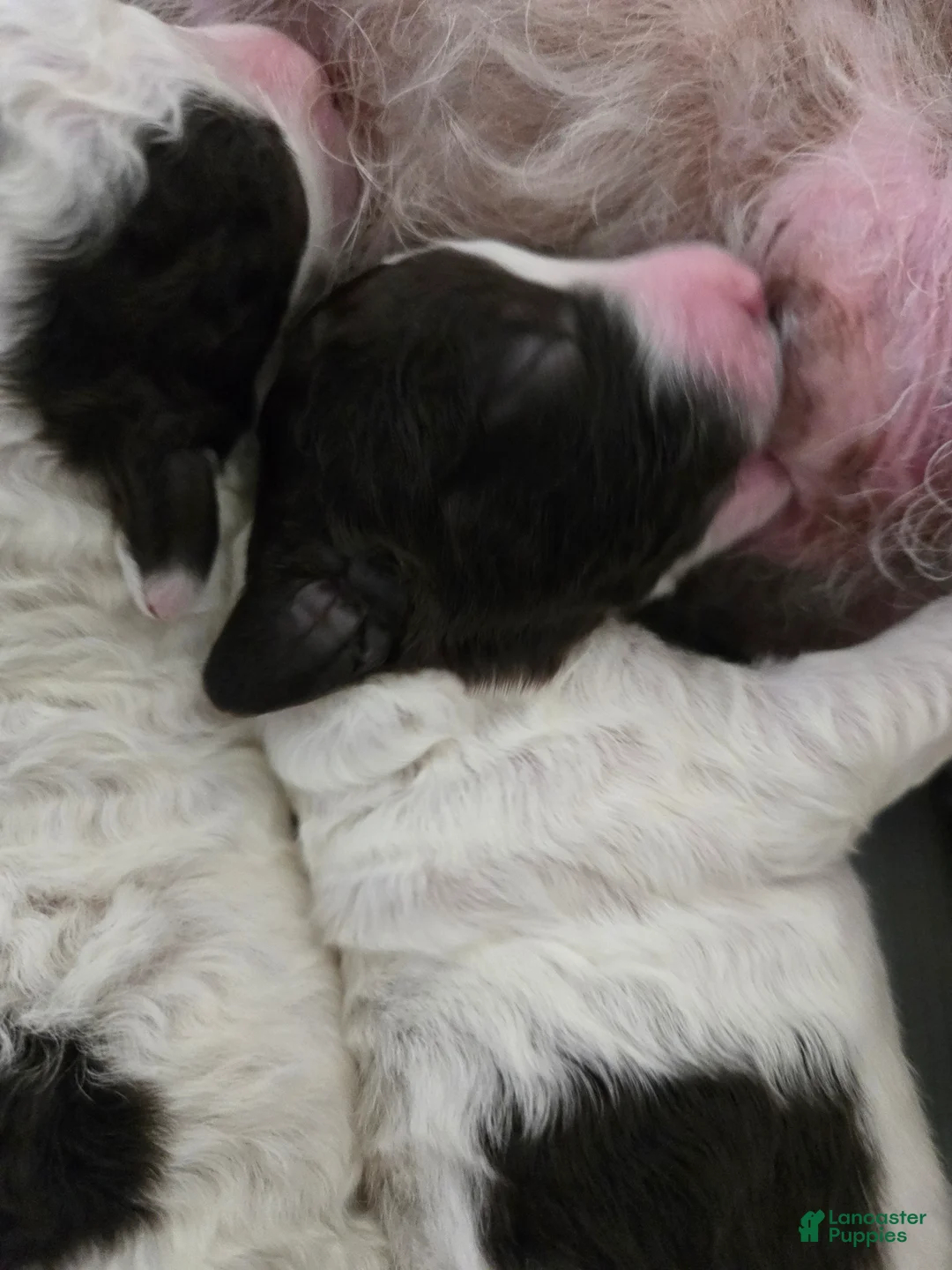 Spanish Water Dog dogs for sale: Spanish Water Dog Puppy 4 - Ad 1