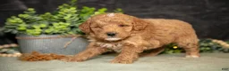Miniature Poodle dogs for sale: Koda - Ad 1