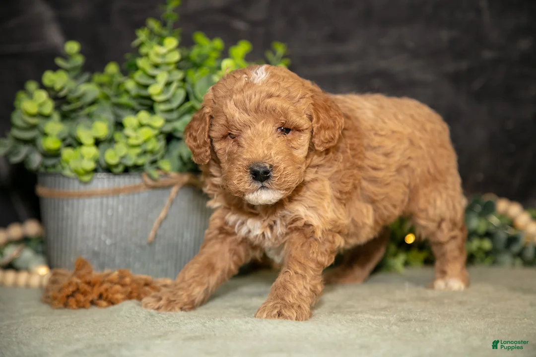 Miniature Poodle dogs for sale: Koda - Ad 1